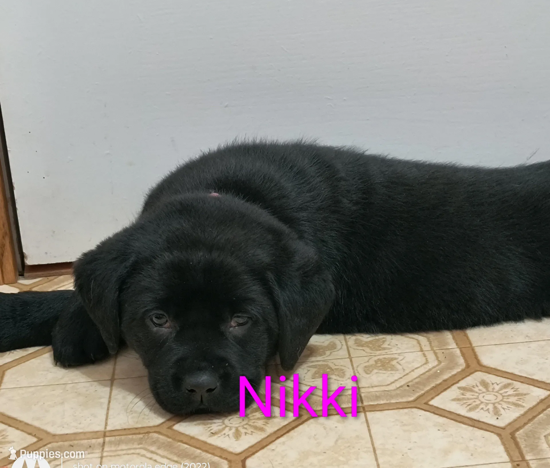 Nikki – Labrador Retriever puppy for sale in Seneca Falls, NY