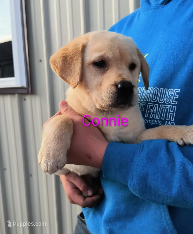 Connie – Labrador Retriever puppy for sale in Seneca Falls, NY