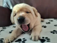 Connie, a female Labrador Retriever for sale in Seneca Falls, NY – Photo 3 of 5