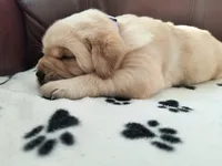 Connie, a female Labrador Retriever for sale in Seneca Falls, NY – Photo 4 of 5