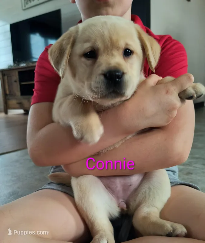 Connie – Labrador Retriever puppy for sale in Seneca Falls, NY