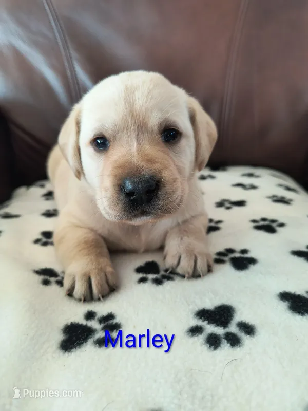 Marley