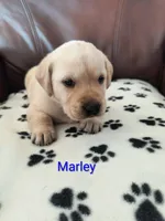 Marley, a male Labrador Retriever for sale in Seneca Falls, NY – Photo 2 of 2