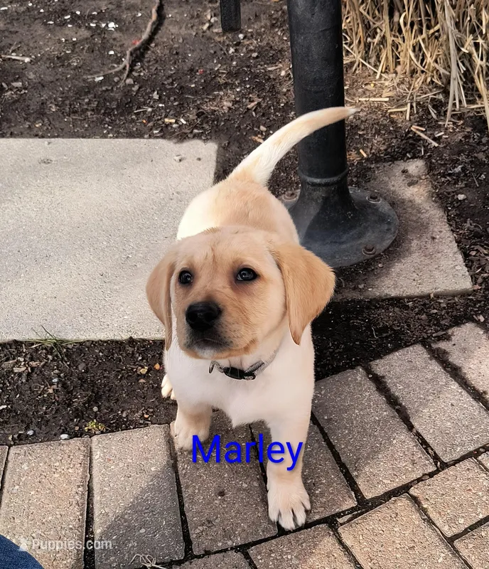 Marley – Labrador Retriever puppy for sale in Seneca Falls, NY