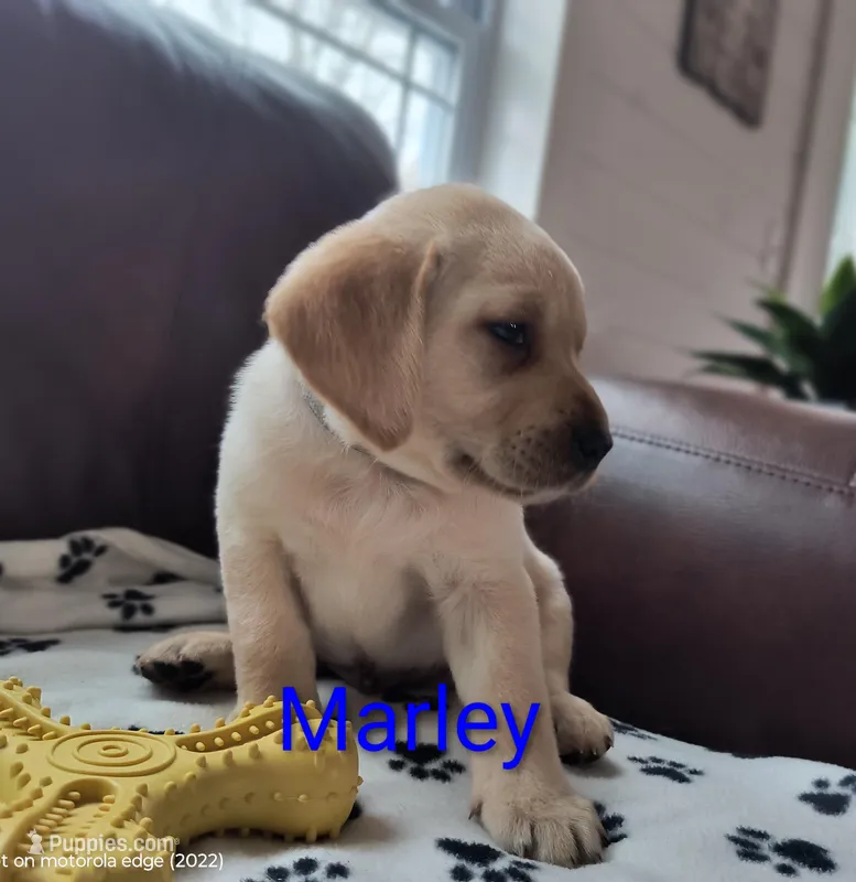 Marley – Labrador Retriever puppy for sale in Seneca Falls, NY