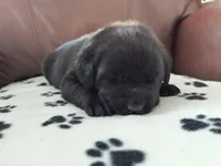 Hunter , a male Labrador Retriever for sale in Seneca Falls, NY – Photo 3 of 5