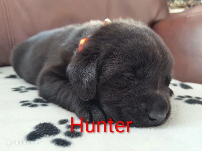 Hunter , a male Labrador Retriever for sale in Seneca Falls, NY – Photo 1 of 5