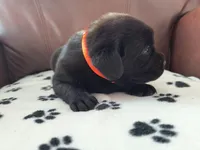 Hunter , a male Labrador Retriever for sale in Seneca Falls, NY – Photo 2 of 5