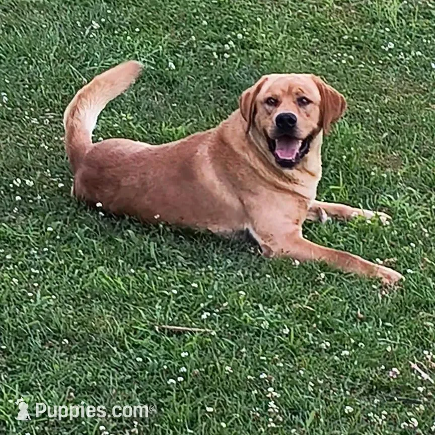 Hunter , a male Labrador Retriever for sale in Seneca Falls, NY – Photo 5 of 5
