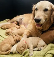 Teddy, a male Golden Retriever for sale in Norco, CA – 3 of 4