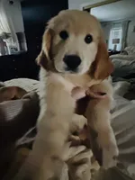 Aspen, a male Golden Retriever for sale in Norco, CA – 4 of 6