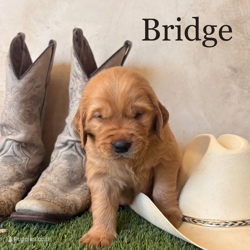 Bridge – Golden Retriever puppy for sale in Norco, CA