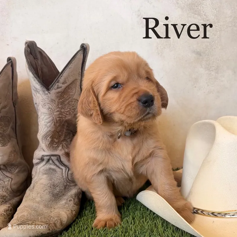River – Golden Retriever puppy for sale in Norco, CA