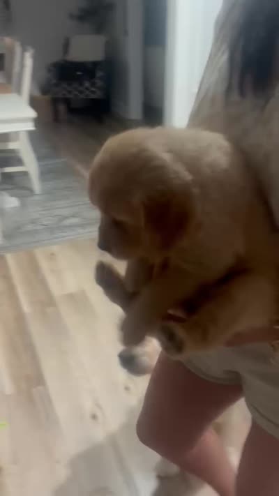 Teddy, a male Golden Retriever for sale in Norco, CA – 4 of 4