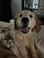 Aspen, a male Golden Retriever for sale in Norco, CA – 5 of 6