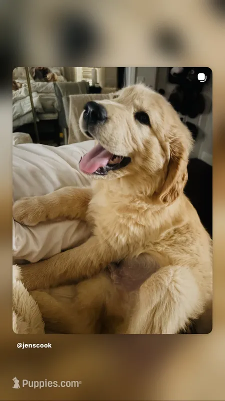 Aspen – Golden Retriever puppy on hold in Norco, CA
