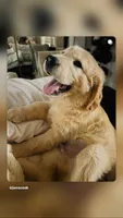 Aspen, a male Golden Retriever for sale in Norco, CA – 1 of 6