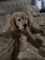 Aspen, a male Golden Retriever for sale in Norco, CA – 6 of 6