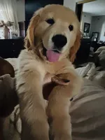 Aspen, a male Golden Retriever for sale in Norco, CA – 2 of 6