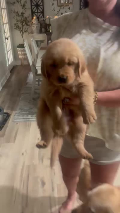 Bridge, a male Golden Retriever for sale in Norco, CA – 4 of 4