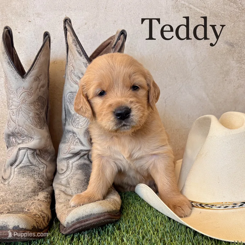 Teddy – Golden Retriever puppy for sale in Norco, CA