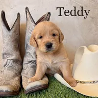 Teddy, a male Golden Retriever for sale in Norco, CA – 1 of 4