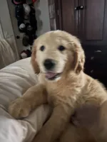 Aspen, a male Golden Retriever for sale in Norco, CA – 3 of 6