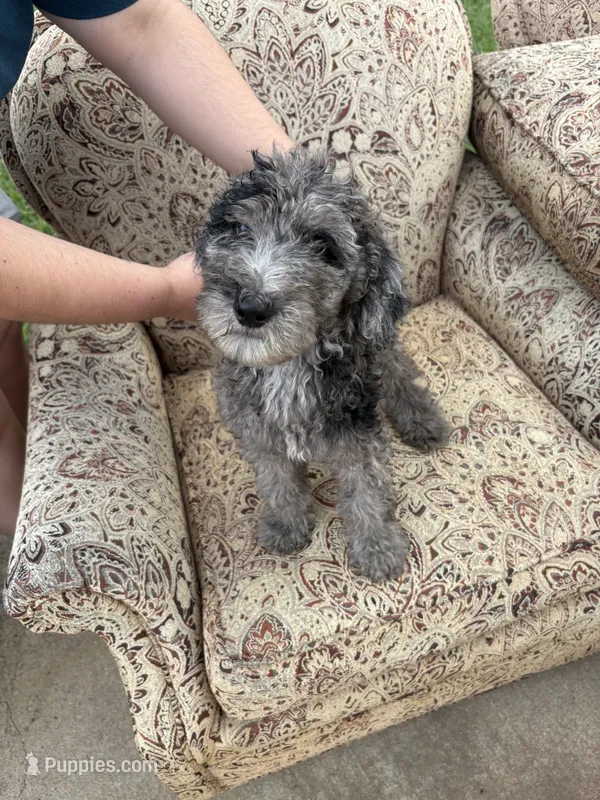 Merle boy – Poodle - Multi-Colored Standard puppy for sale in Bonham, TX