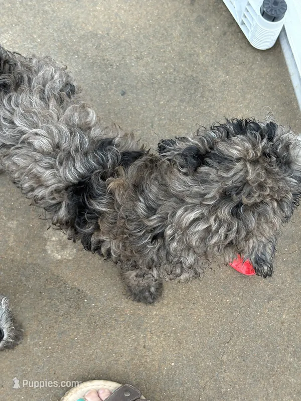 Merel girl  – Poodle - Multi-Colored Standard puppy for sale in Bonham, TX