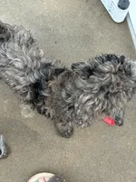 Merel girl , a female Poodle - Multi-Colored Standard for sale in Bonham, TX – 1 of 6