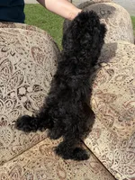 Black and cream boy , a male Poodle - Multi-Colored Standard for sale in Bonham, TX – 6 of 6
