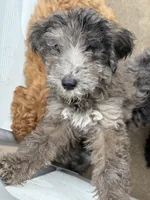 Merel girl , a female Poodle - Multi-Colored Standard for sale in Bonham, TX – 3 of 6