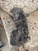Merle boy, a male Poodle - Multi-Colored Standard for sale in Bonham, TX – 2 of 4