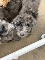 Merel girl , a female Poodle - Multi-Colored Standard for sale in Bonham, TX – 2 of 6