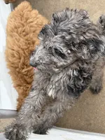 Merel girl , a female Poodle - Multi-Colored Standard for sale in Bonham, TX – 4 of 6