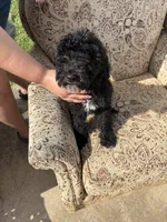 Black and cream boy , a male Poodle - Multi-Colored Standard for sale in Bonham, TX – 5 of 6