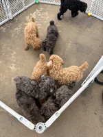 Merle boy, a male Poodle - Multi-Colored Standard for sale in Bonham, TX – 3 of 4