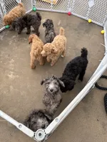 Black and cream boy , a male Poodle - Multi-Colored Standard for sale in Bonham, TX – 4 of 6