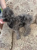 Merle boy, a male Poodle - Multi-Colored Standard for sale in Bonham, TX – 4 of 4