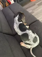 Floyd, a male Bluetick Coonhound for sale in Mascoutah, IL – 4 of 5