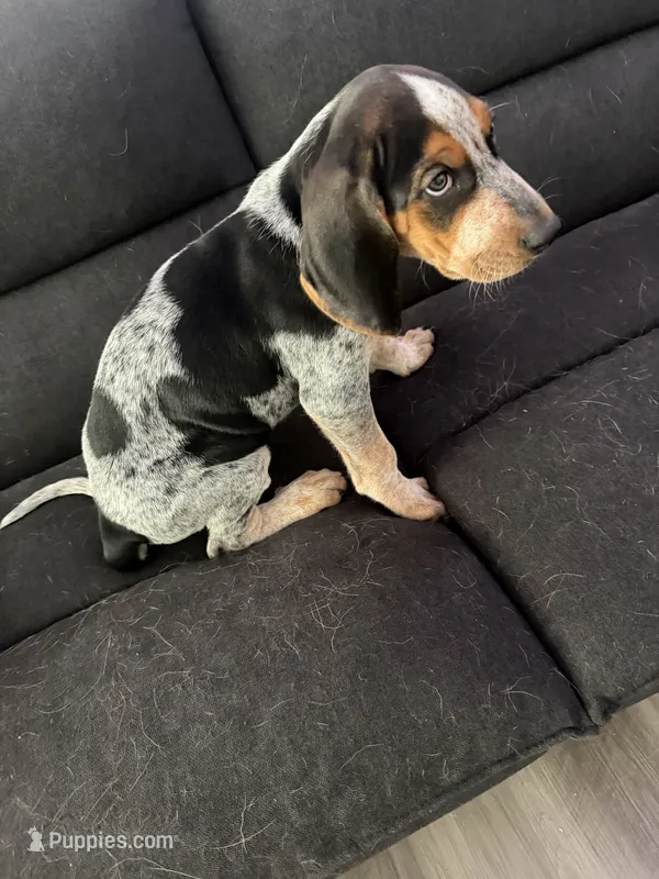 Floyd – Bluetick Coonhound puppy for sale in Mascoutah, IL
