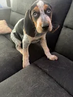 Floyd, a male Bluetick Coonhound for sale in Mascoutah, IL – 5 of 5