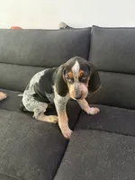 Floyd, a male Bluetick Coonhound for sale in Mascoutah, IL – 3 of 5