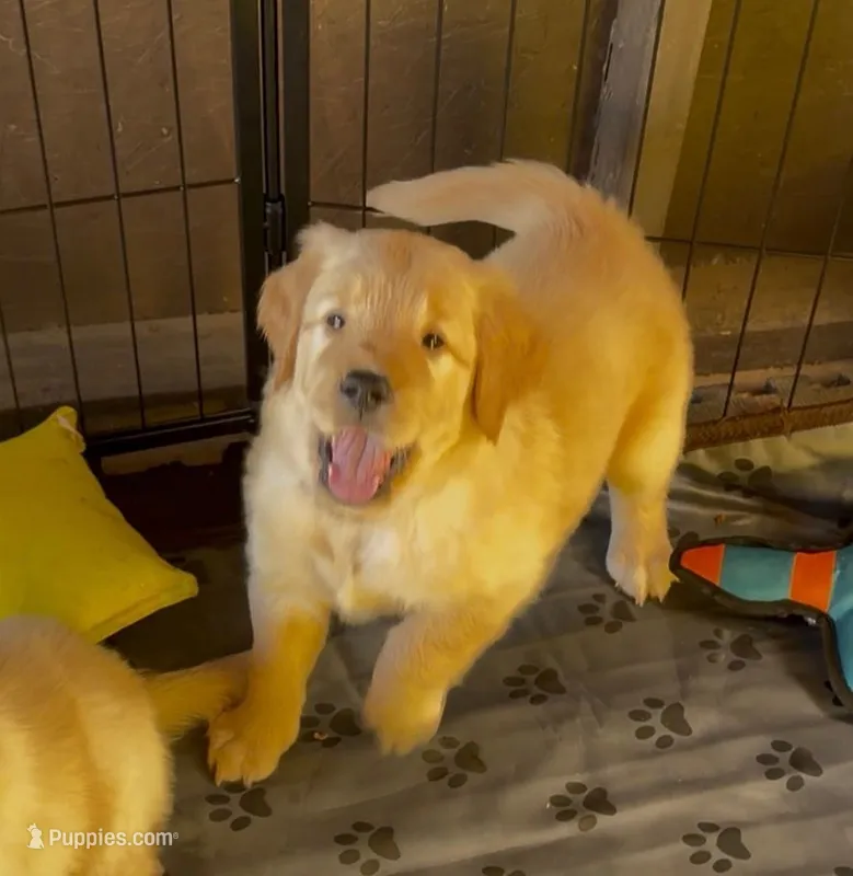 Green Boy – Golden Retriever puppy for sale in El Cajon, CA