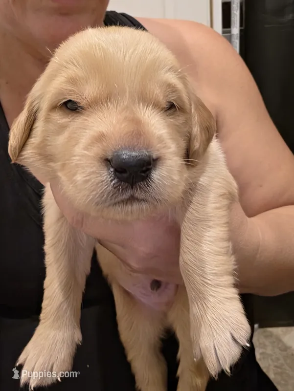 Green Boy – Golden Retriever puppy for sale in El Cajon, CA