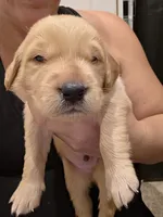 Green Boy, a male Golden Retriever for sale in El Cajon, CA – 1 of 2