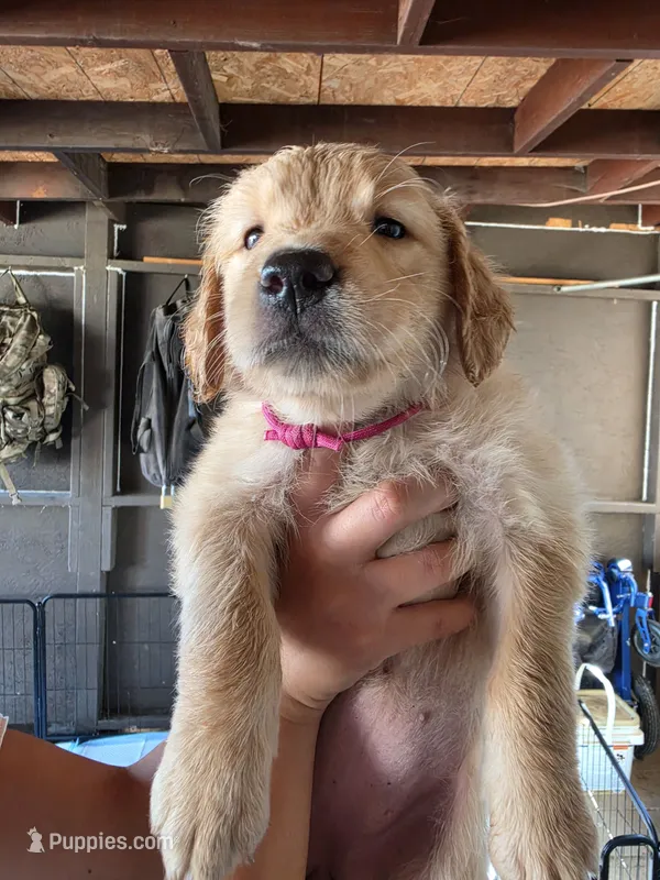 Dark  pink – Golden Retriever puppy for sale in El Cajon, CA