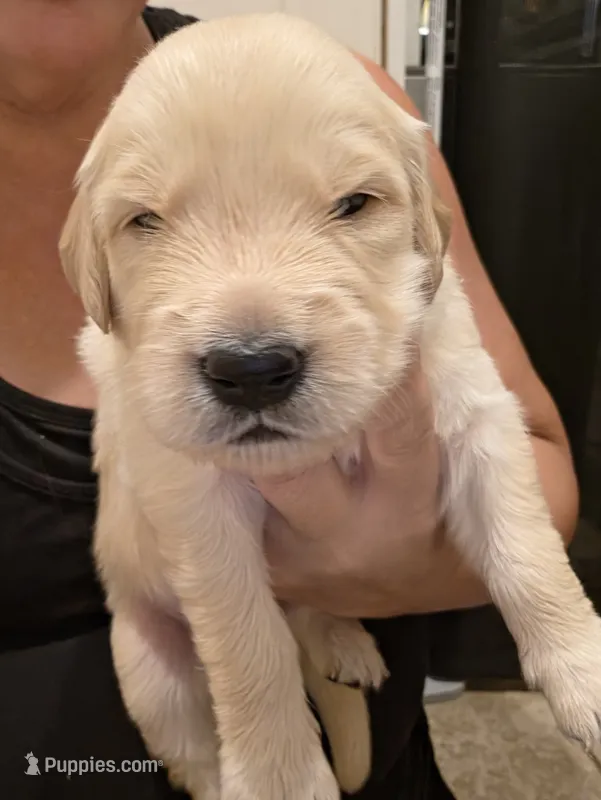 Red Girl – Golden Retriever puppy for sale in El Cajon, CA