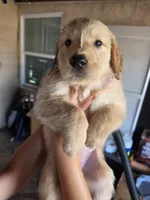Light pink, a female Golden Retriever for sale in El Cajon, CA – 1 of 1