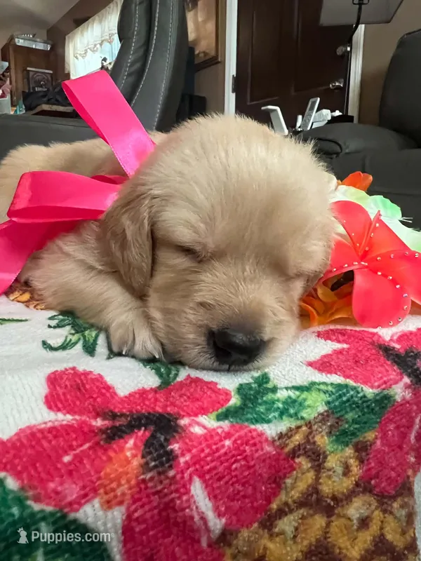 Dark pink – Golden Retriever puppy for sale in El Cajon, CA